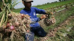 Petani Bawang Merah Probolinggo Terpukul Cuaca Ekstrem, Harga Melambung