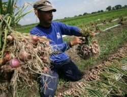 Petani Bawang Merah Probolinggo Terpukul Cuaca Ekstrem, Harga Melambung